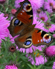 Lade das Bild in den Galerie-Viewer, Papillon Putter Morpho Blue🦋 mit der neuen patentierten Crossweighting-Technologie❤️